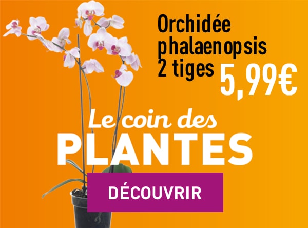 Le coin des plantes - D&eacute;couvrir