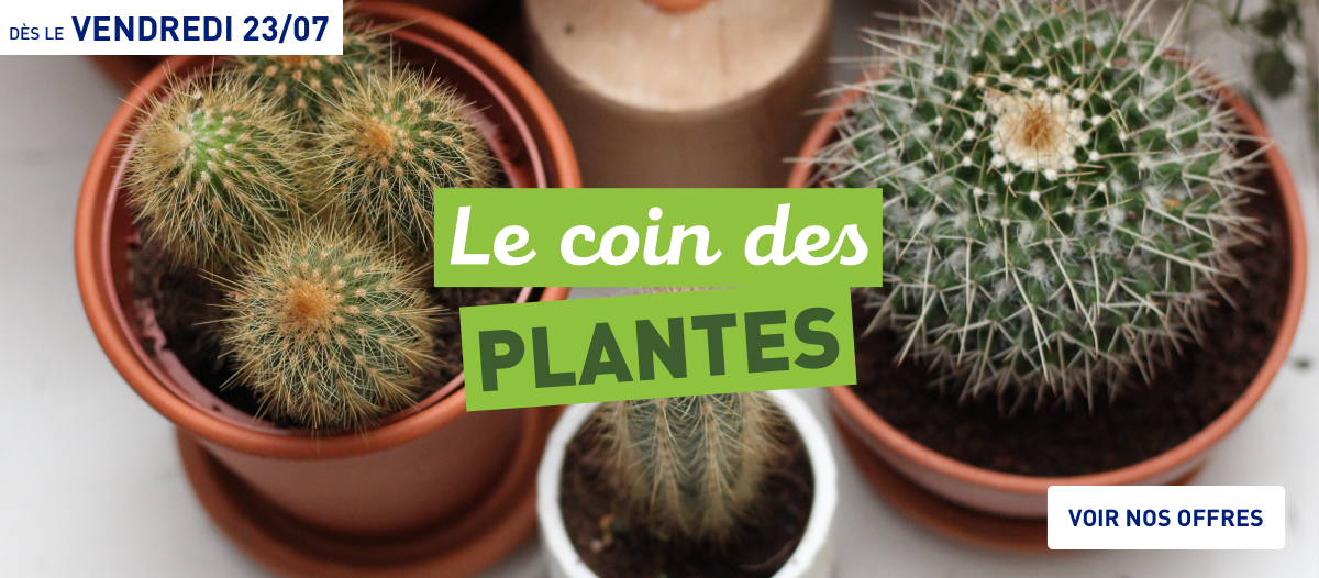 Le coin des plantes