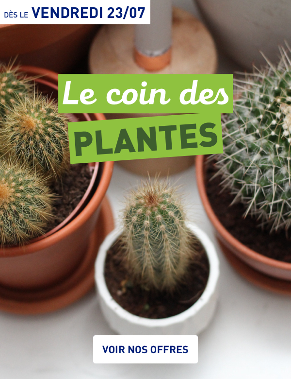 Le coin des plantes