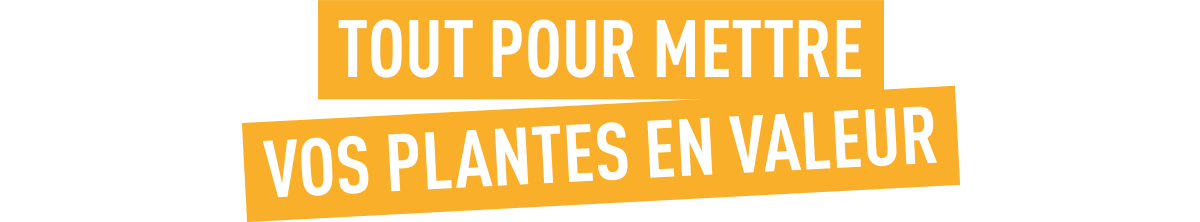 Tout pour mettre vos plantes en valeur